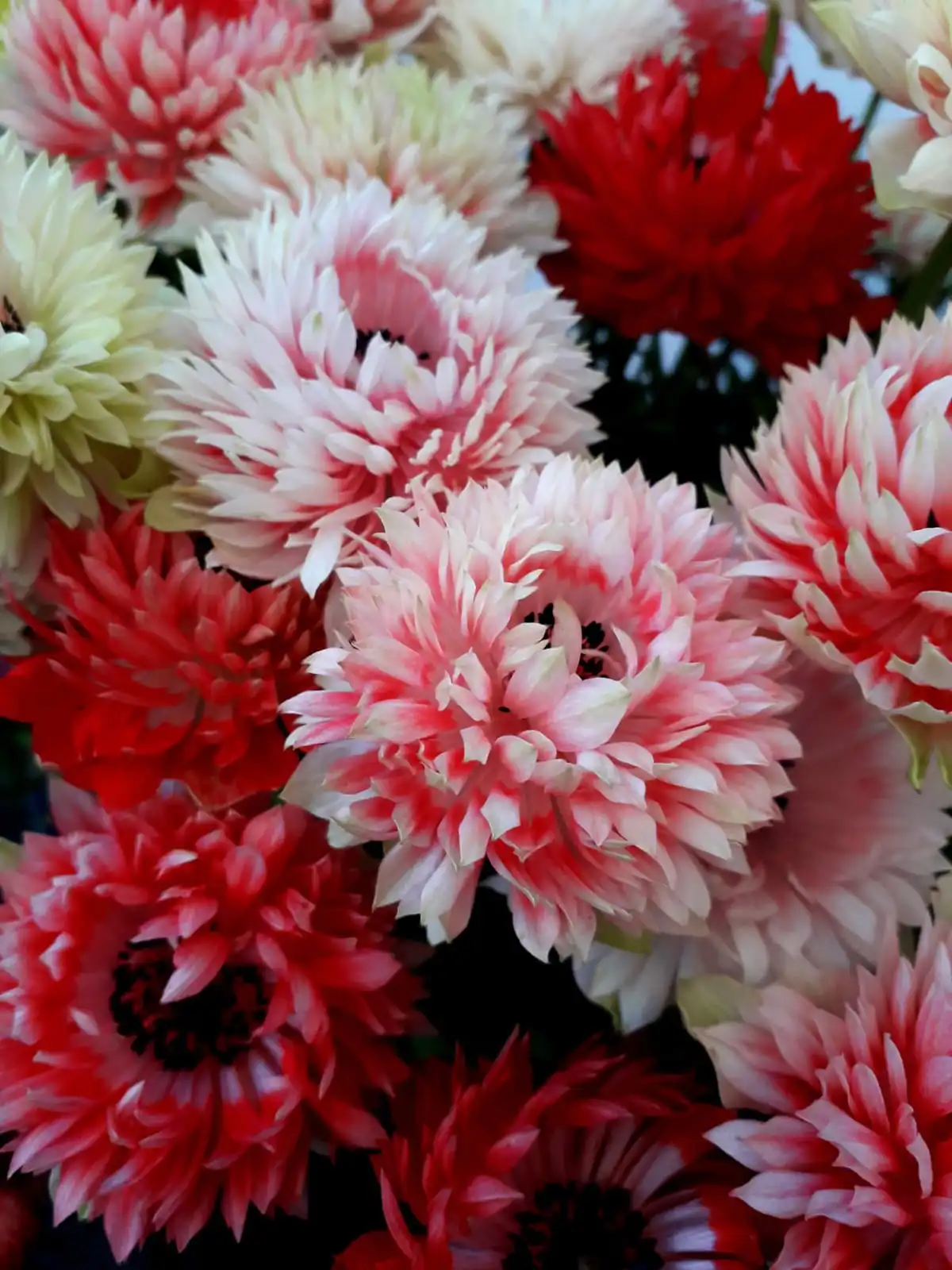Arrangements floraux pour un événement